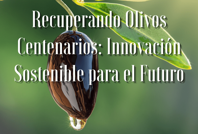 Recuperando Olivos Centenarios: Innovación Sostenible para el Futuro